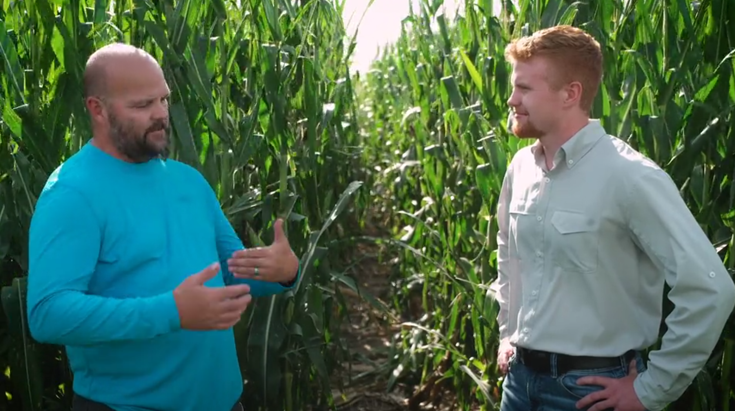 Green Snap in Corn | Bayer
