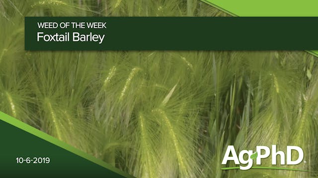 Foxtail Barley | Ag PhD
