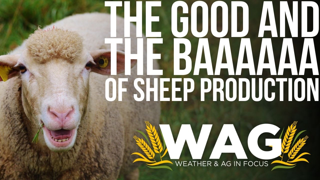 The Good & the BAAA of sheep production! 10-25-22 - WAG In Focus