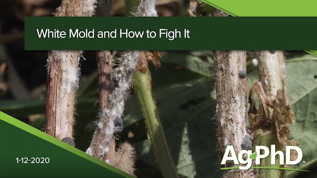 White Mold & How To Fight It | Ag PhD