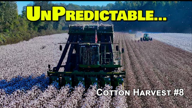 Impossible To Predict... | Cotton Har...