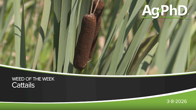 Cattails | Ag PhD