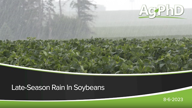 Late-Season Rain In Soybeans | Ag PhD
