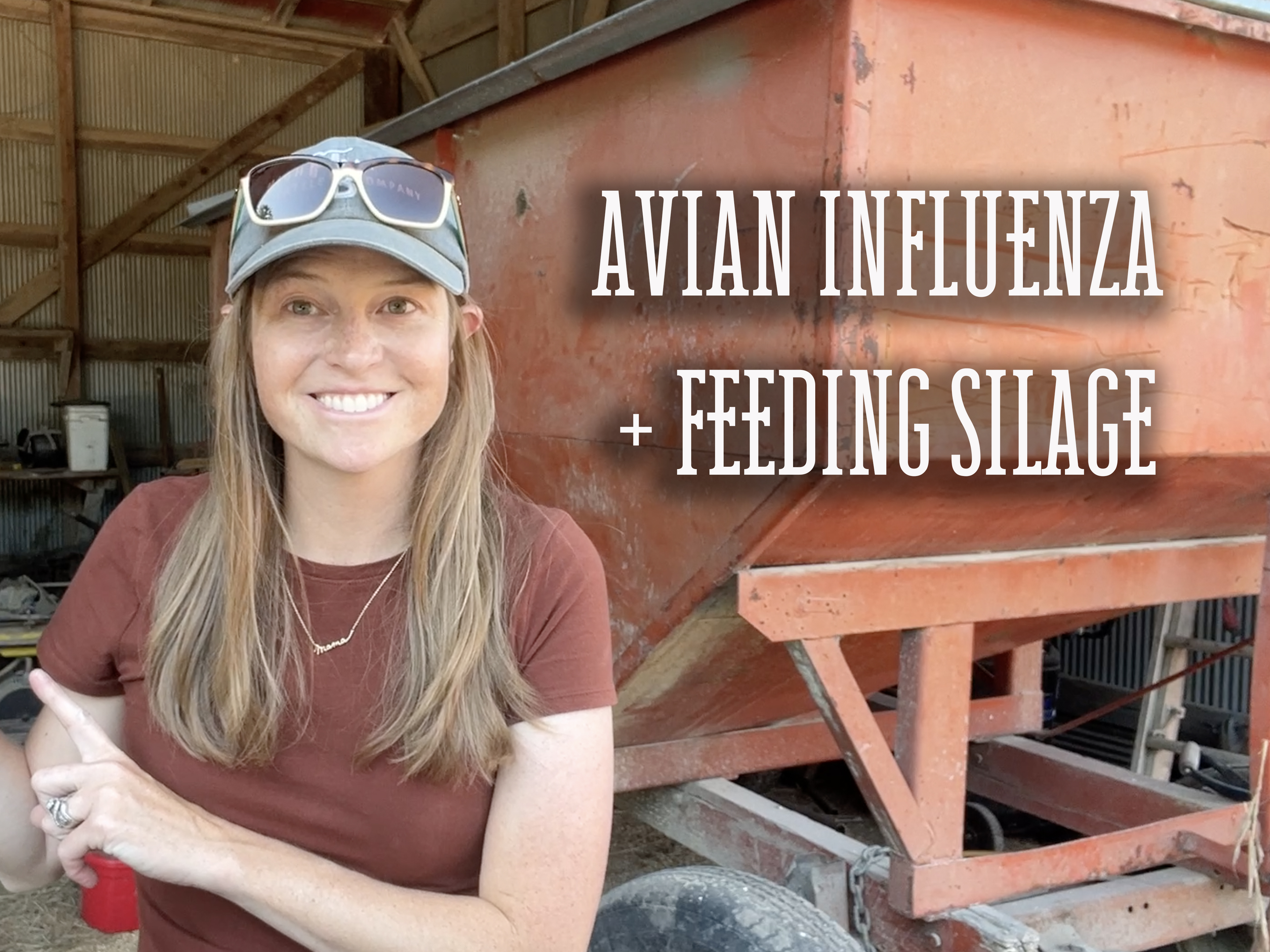 Avian Influenza in Cattle and Feeding Sorghum Silage | Buzzard's Beat