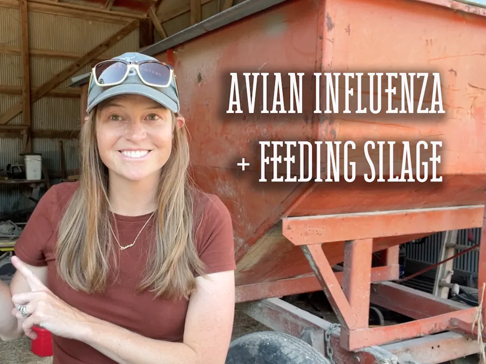 Avian Influenza in Cattle and Feeding Sorghum Silage | Buzzard's Beat ...