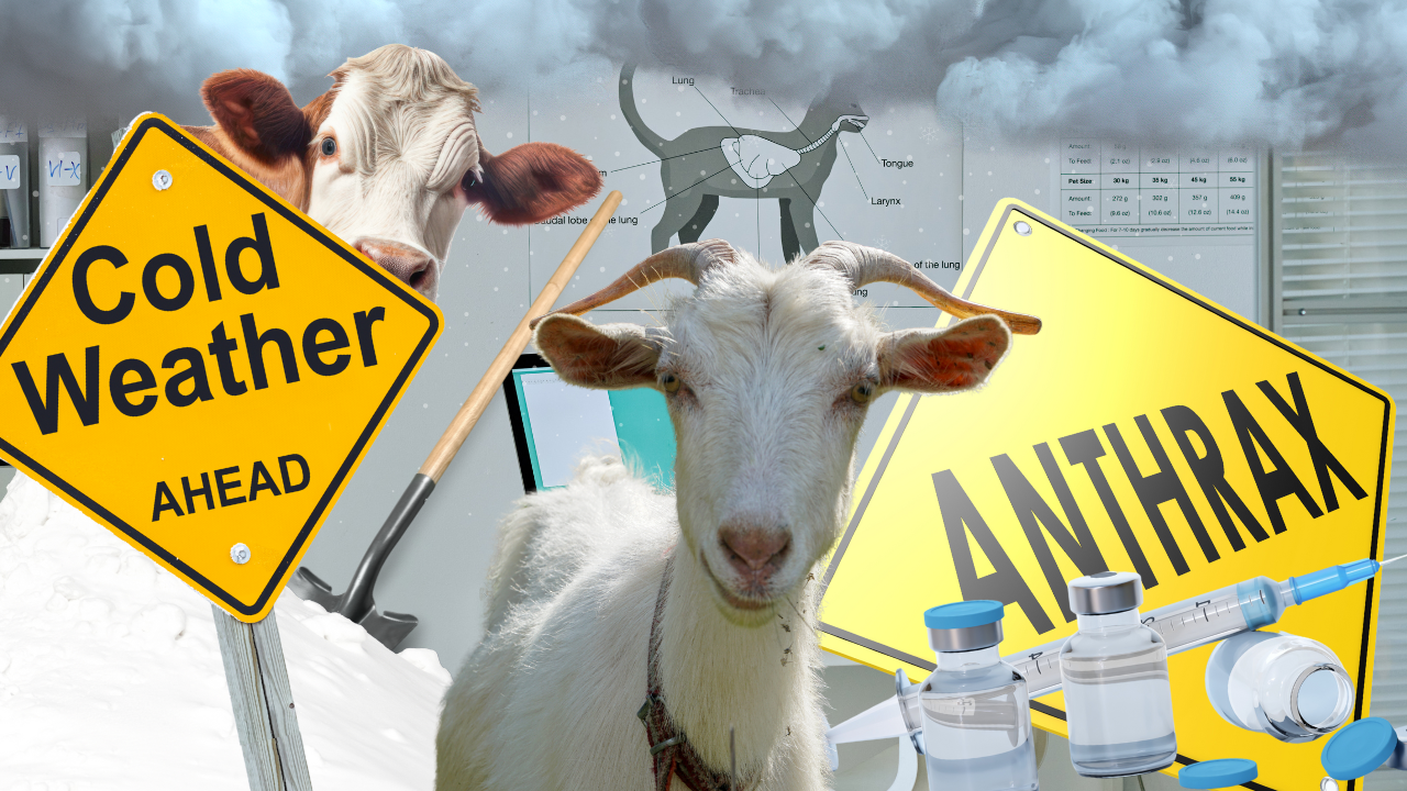 Anthrax in Animals vs. Humans | WAG in Focus 10-30-24