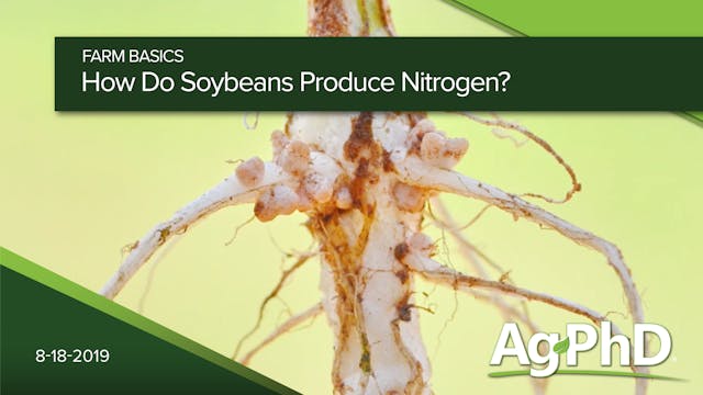 How Do Soybeans Produce Nitrogen?