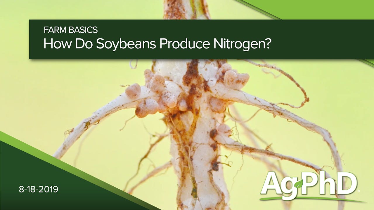 How Do Soybeans Produce Nitrogen? 2019 AcresTV