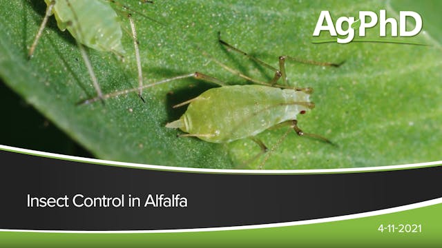 Insect Control In Alfalfa | Ag PhD