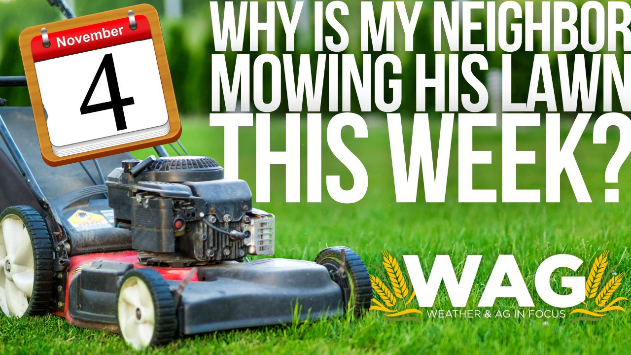 Why is my neighbor mowing his lawn this week??? 11-03-22 WAG In Focus