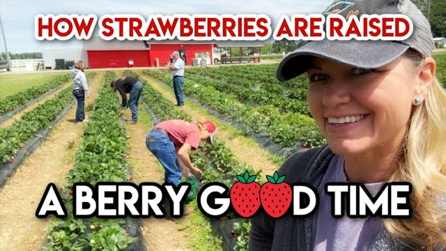Strawberry City, USA! || This Farm Wife