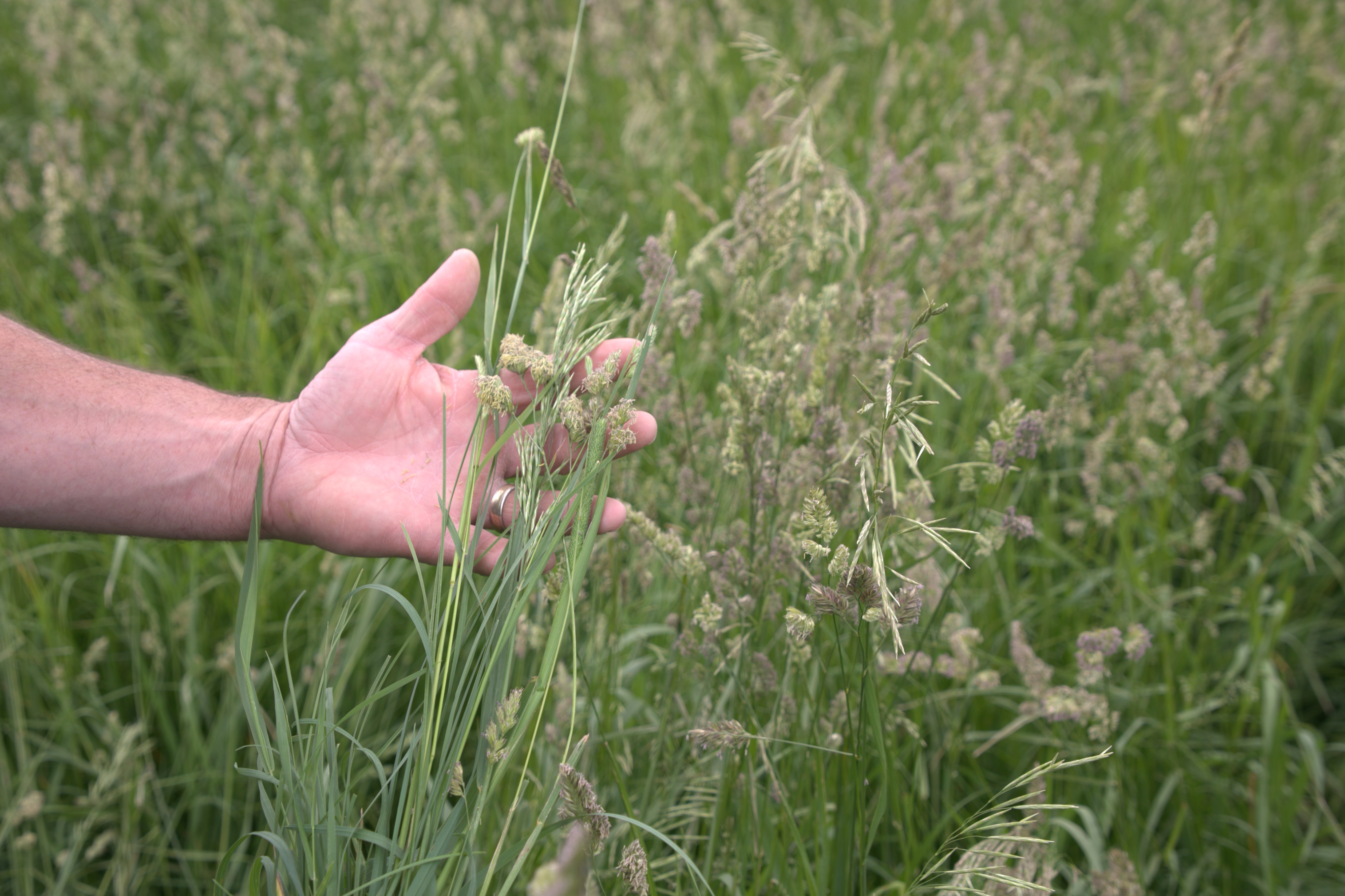 Grass Max | Renovo Seed