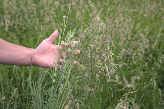 Grass Max | Renovo Seed