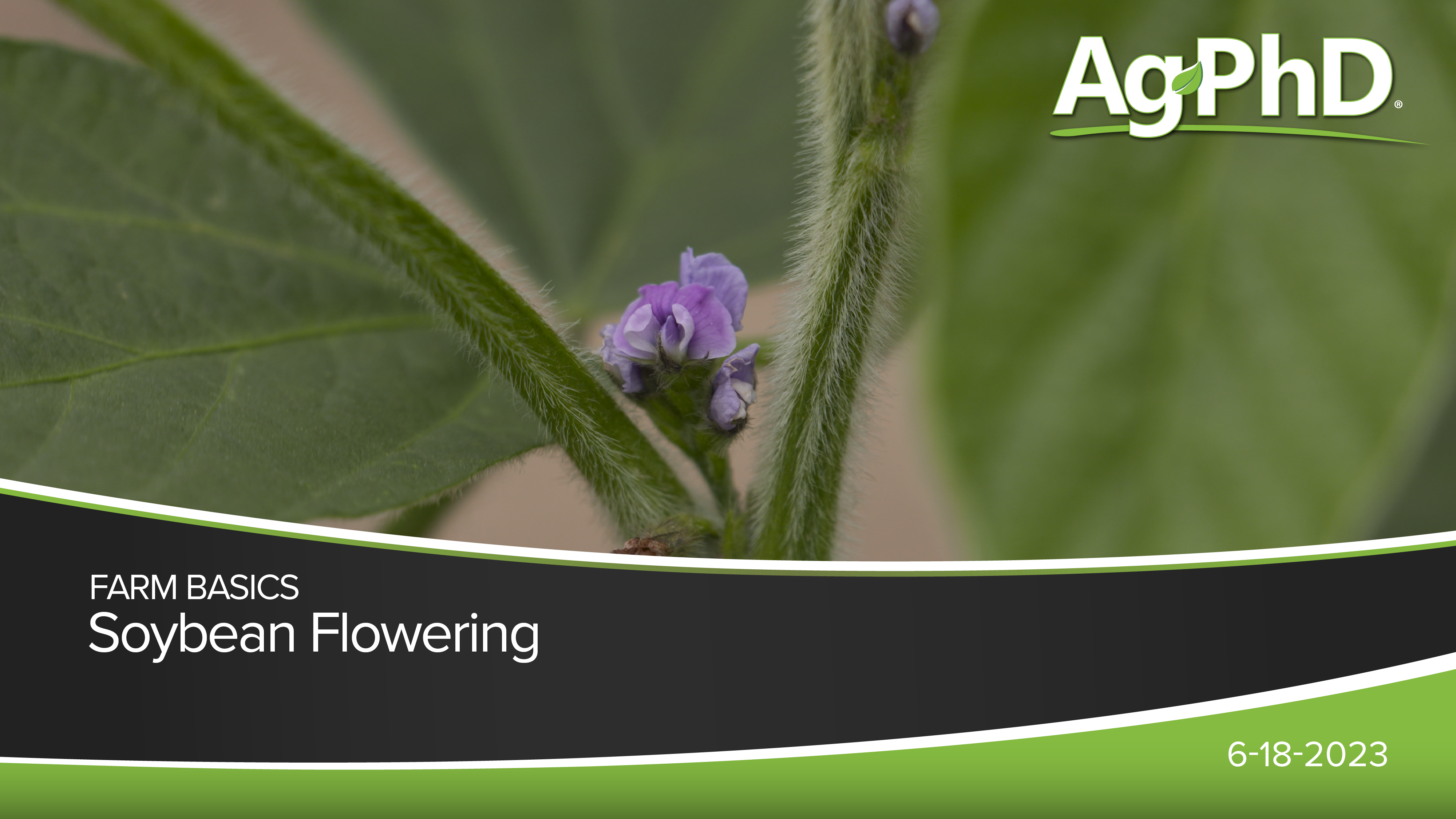 Soybean Flowering | Ag PhD