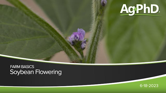 Soybean Flowering | Ag PhD