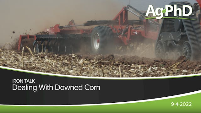 Dealing With Downed Corn | Ag PhD