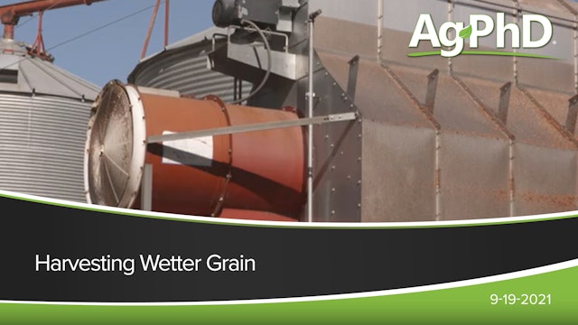Harvesting Wetter Grain | Ag PhD