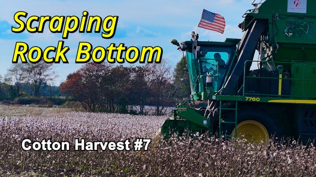 Scraping Rock Bottom | Cotton Harvest...