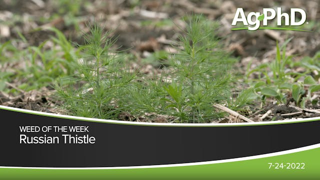 Russian Thistle | Ag PhD