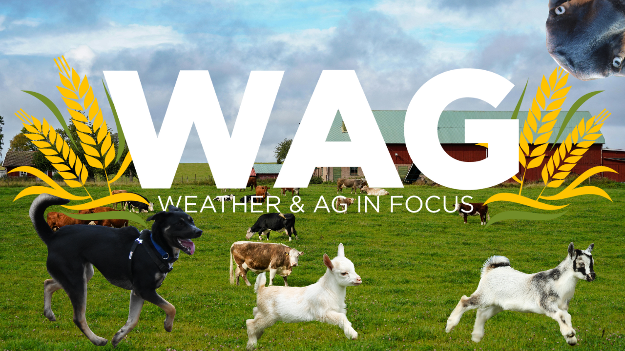 Wednesday Weather Trivia | WAG in Focus 05-13-26