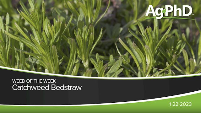 Catchweed Bedstraw | Ag PhD