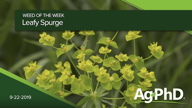 Leafy Spurge | Ag PhD