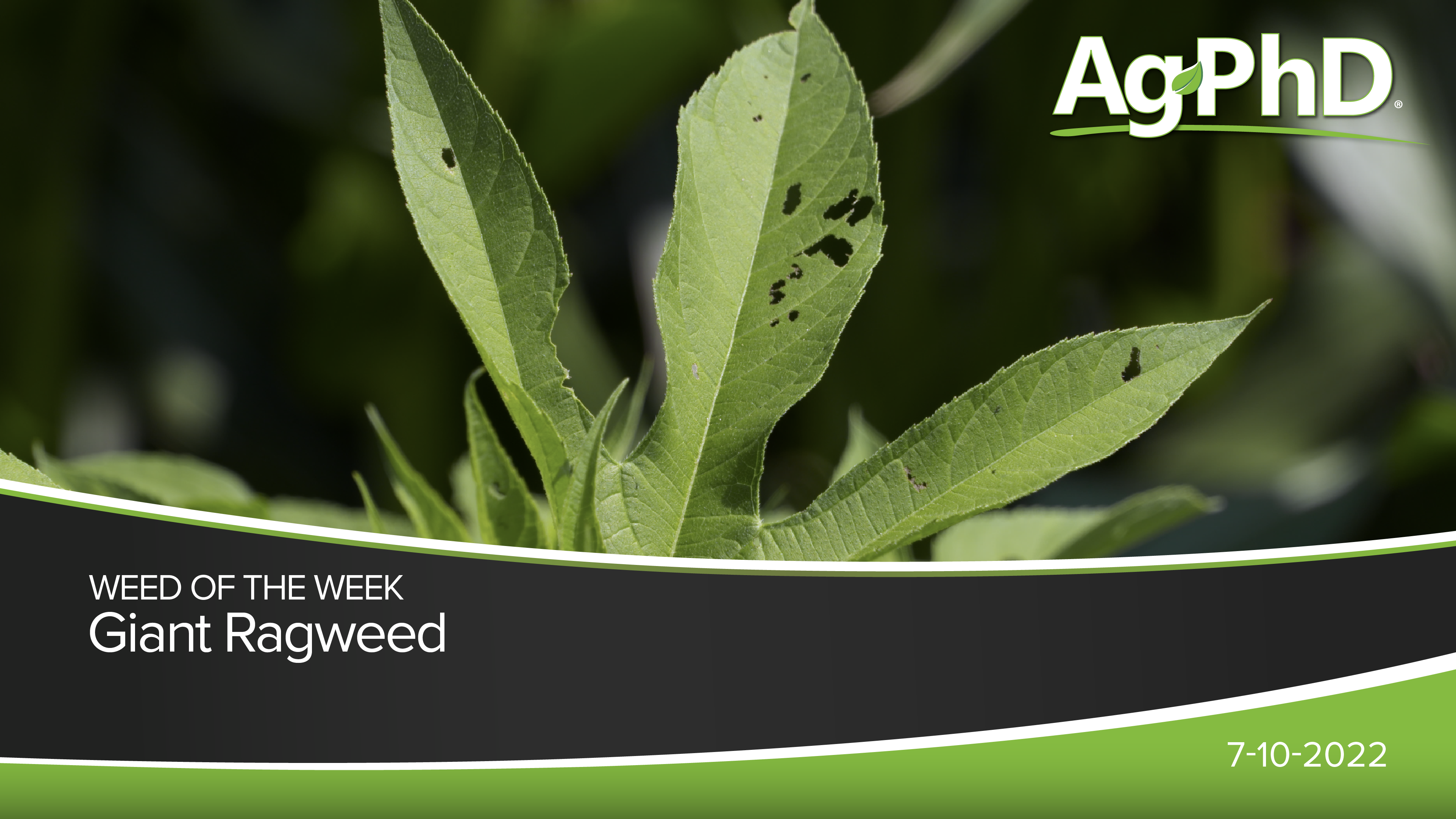 Giant Ragweed | Ag PhD