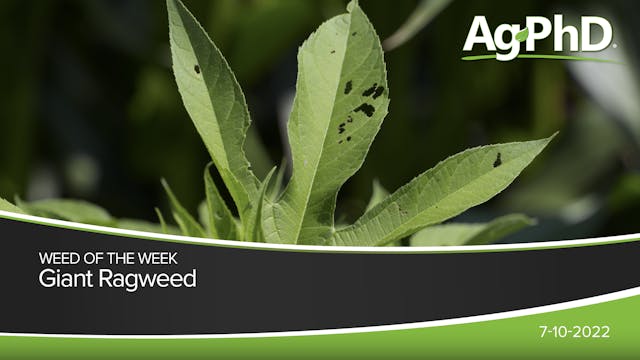 Giant Ragweed | Ag PhD