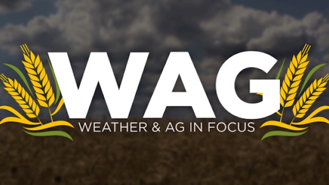 Here We Grow Corn vs Soybean | WAG in Focus 4/8/24