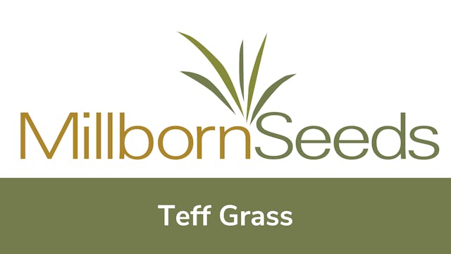Millborn Seeds - Teff Grass