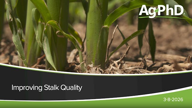 Improving Stalk Quality | Ag PhD