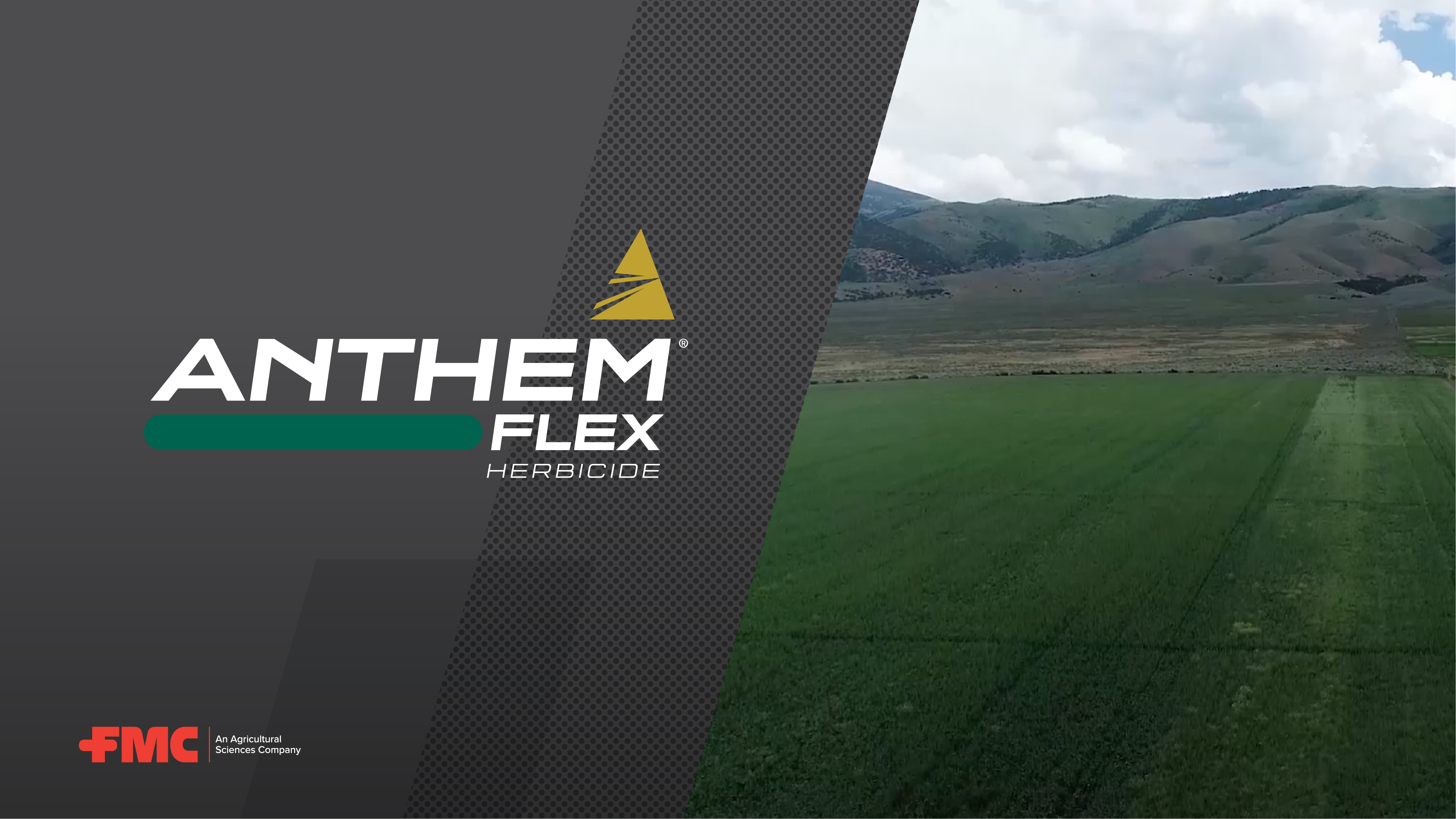 Control Downy Brome with FMC's Anthem® Flex Herbicide