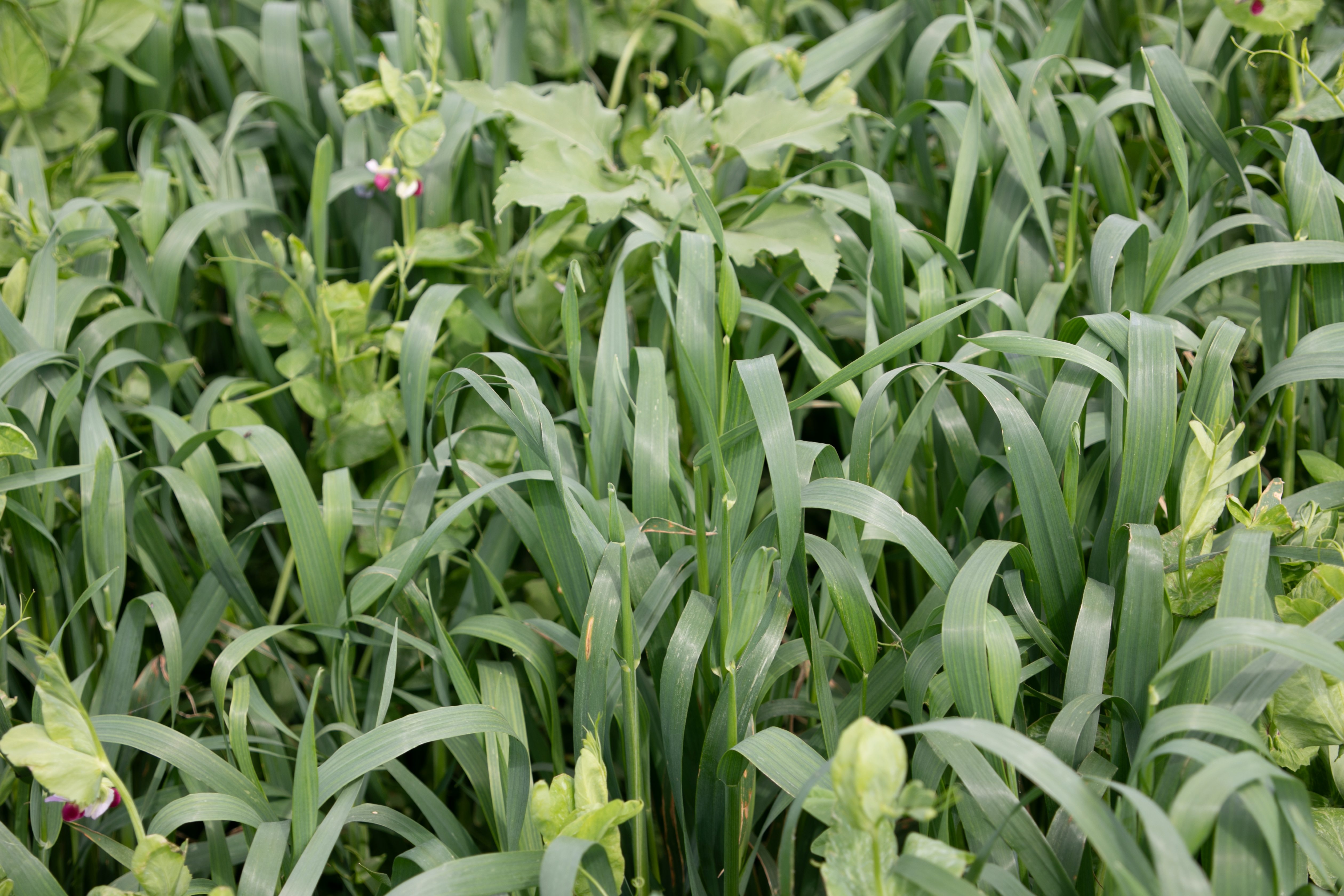 Pea/Oat Mix | Renovo Seed