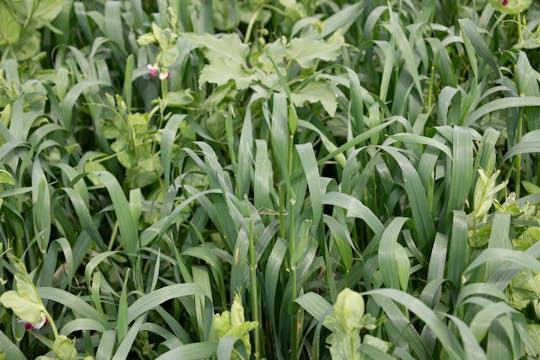 Pea/Oat Mix | Renovo Seed