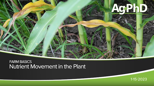 Nutrient Movement in the Plant | Ag PhD