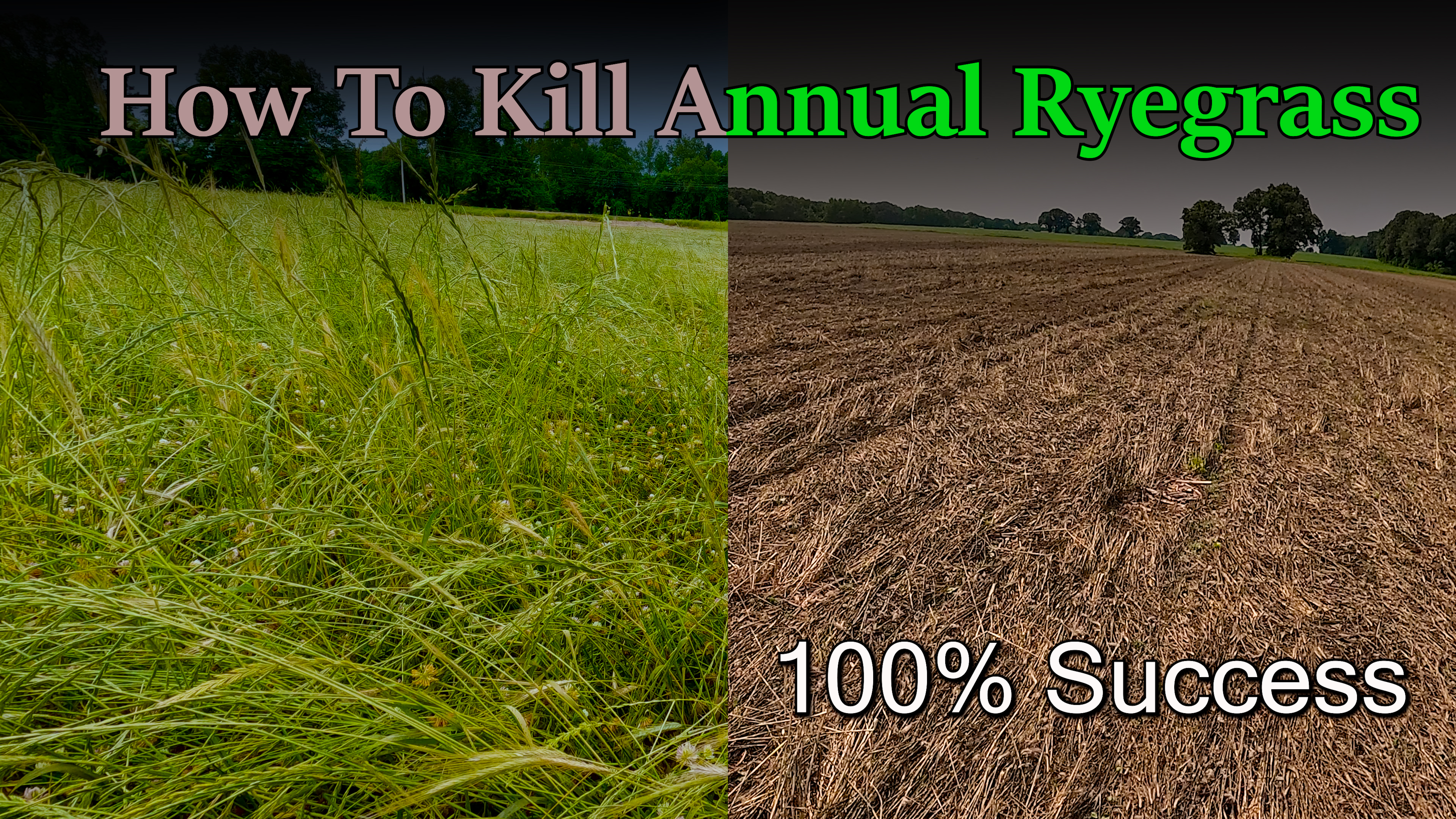 How to Kill Annual Ryegrass | Griggs Farms