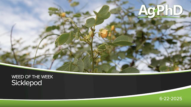 Sicklepod | Ag PhD