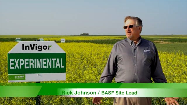 Improving Traits Through Canola Breed...