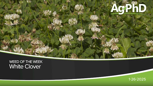 White Clover | Ag PhD