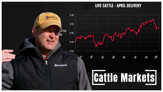 Cattle Feeder Discusses Cattle Market...