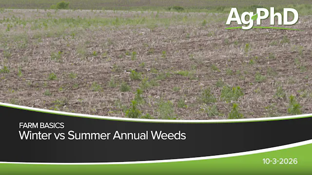 Winter vs Summer Annual Weeds | Ag PhD