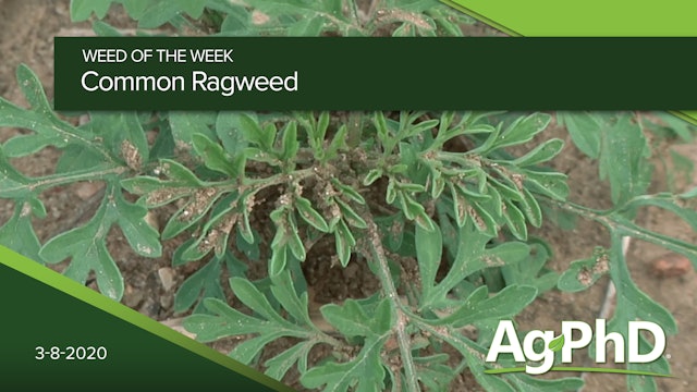 Common Ragweed | Ag PhD