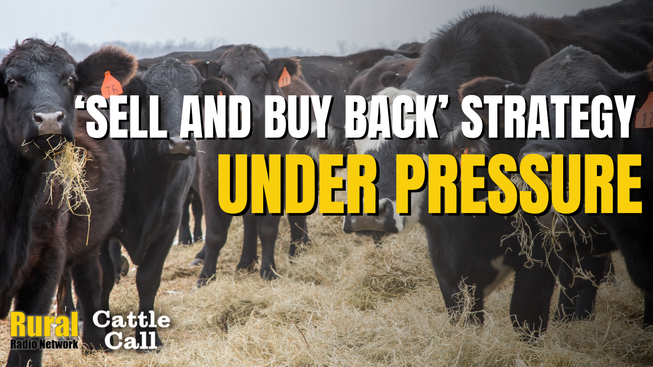“Sell and Buy Back” Strategy Under Pressure in This Cattle Market | Cattle Call