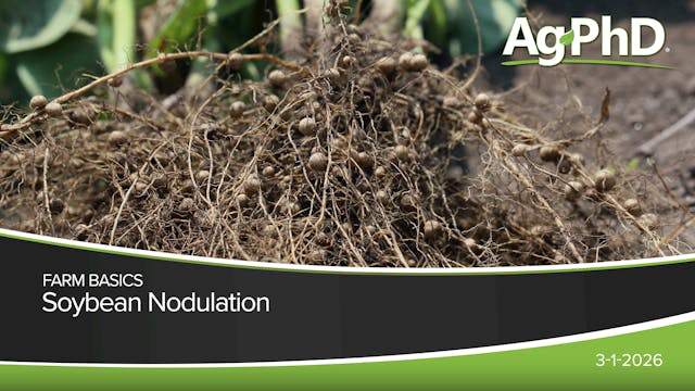 Soybean Nodulation | Ag PhD