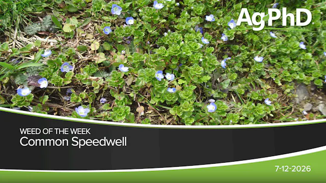 Common Speedwell | Ag PhD