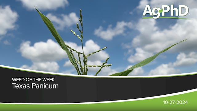 Texas Panicum | Ag PhD