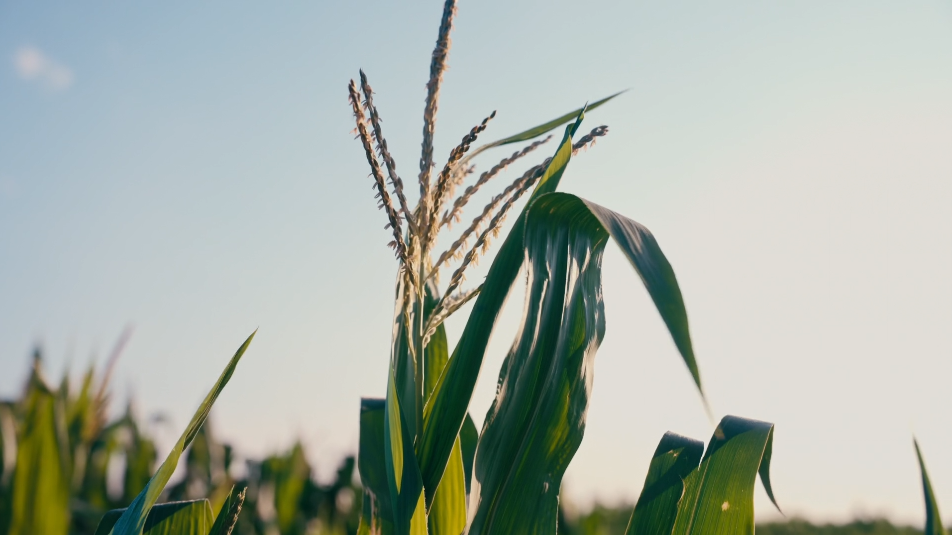 Nutrient Know-How: Hydrogen is Essential to Making Glucose | XtremeAg