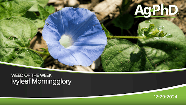 Ivyleaf Morningglory | Ag PhD