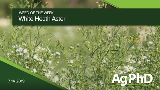 White Heath Aster | Ag PhD
