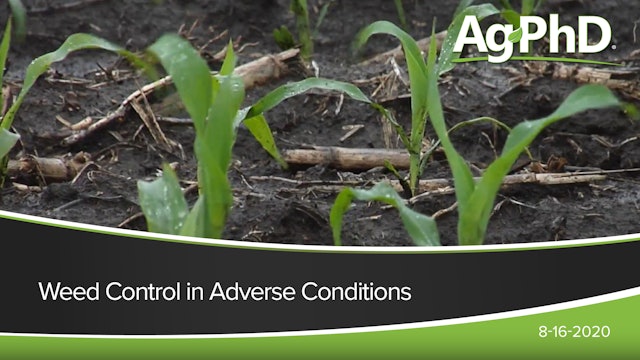 Weed Control in Adverse Conditions | Ag PhD